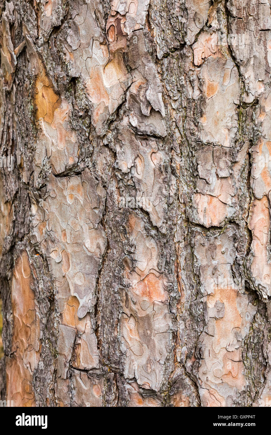 Bark on trunk of Scotch pine tree as background Stock Photo