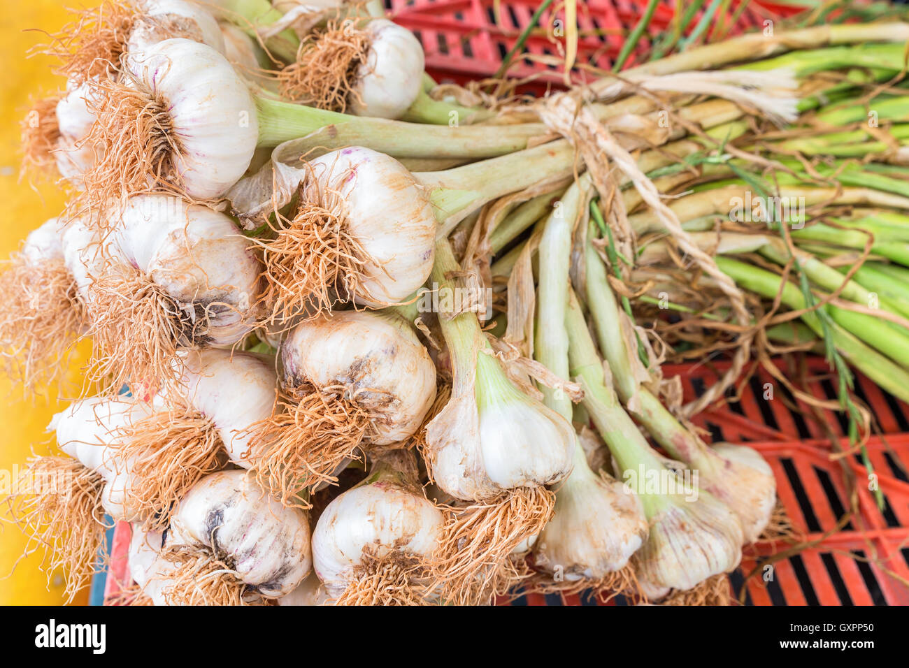 Bunch of garlic bulbs with stalks tied together with a rope Stock Photo