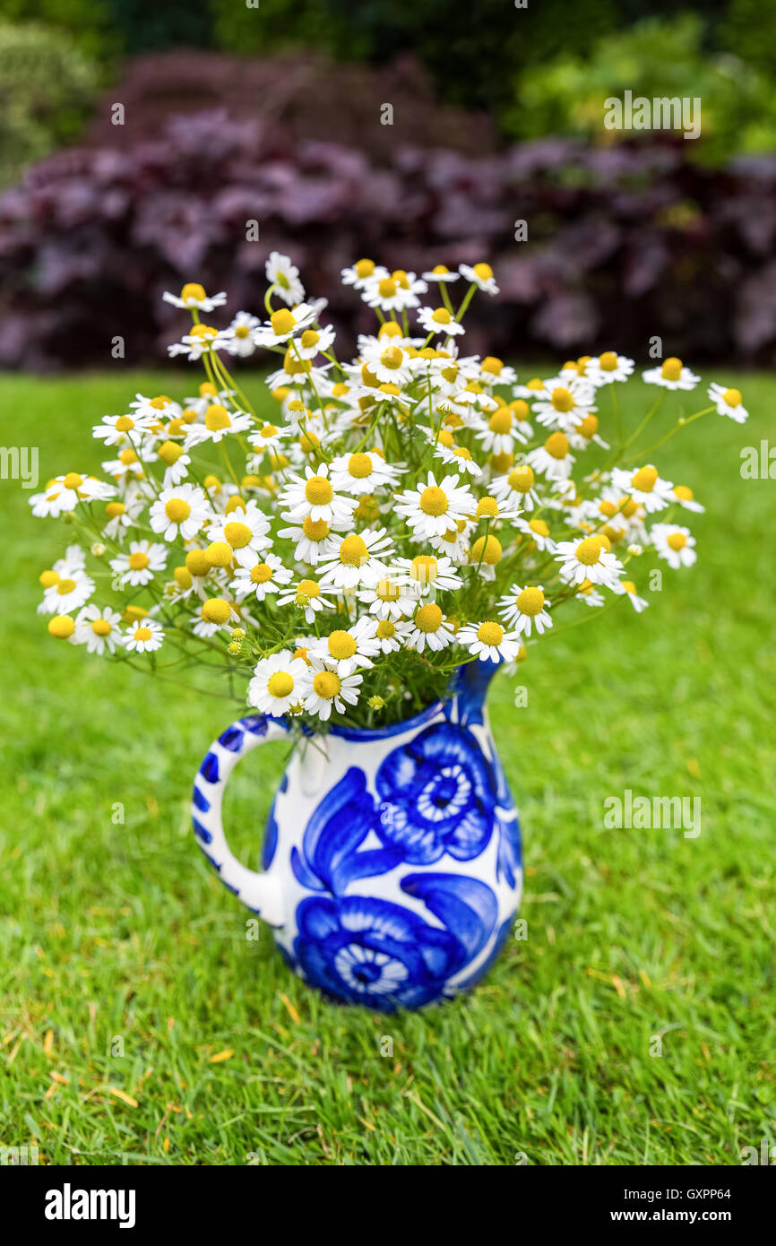 Flowering white chamomile on blue vase in grass Stock Photo