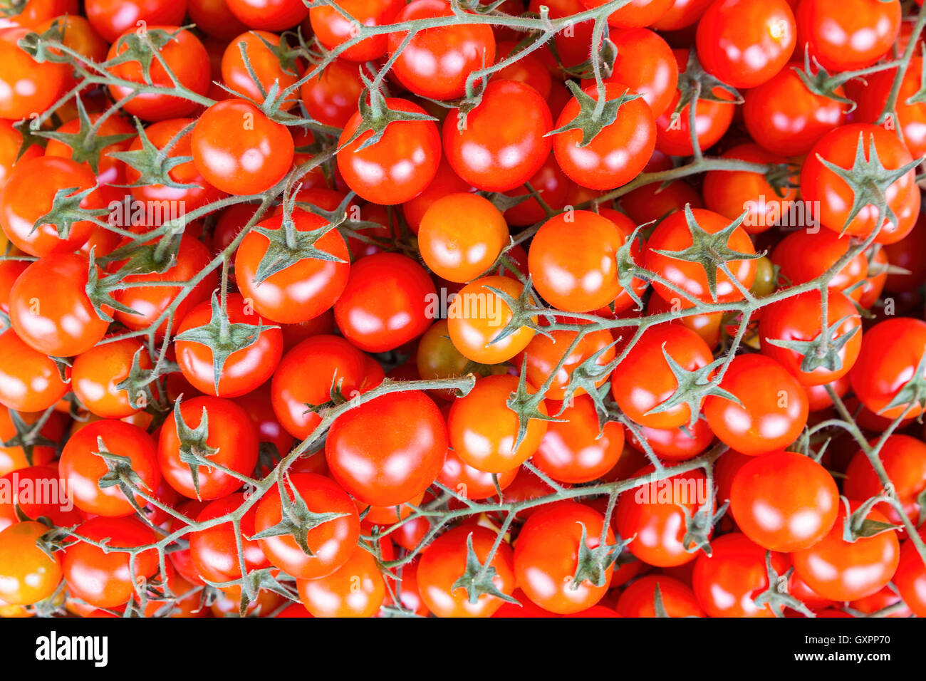 Many bunches of red vine tomatoes with stems or stalks Stock Photo