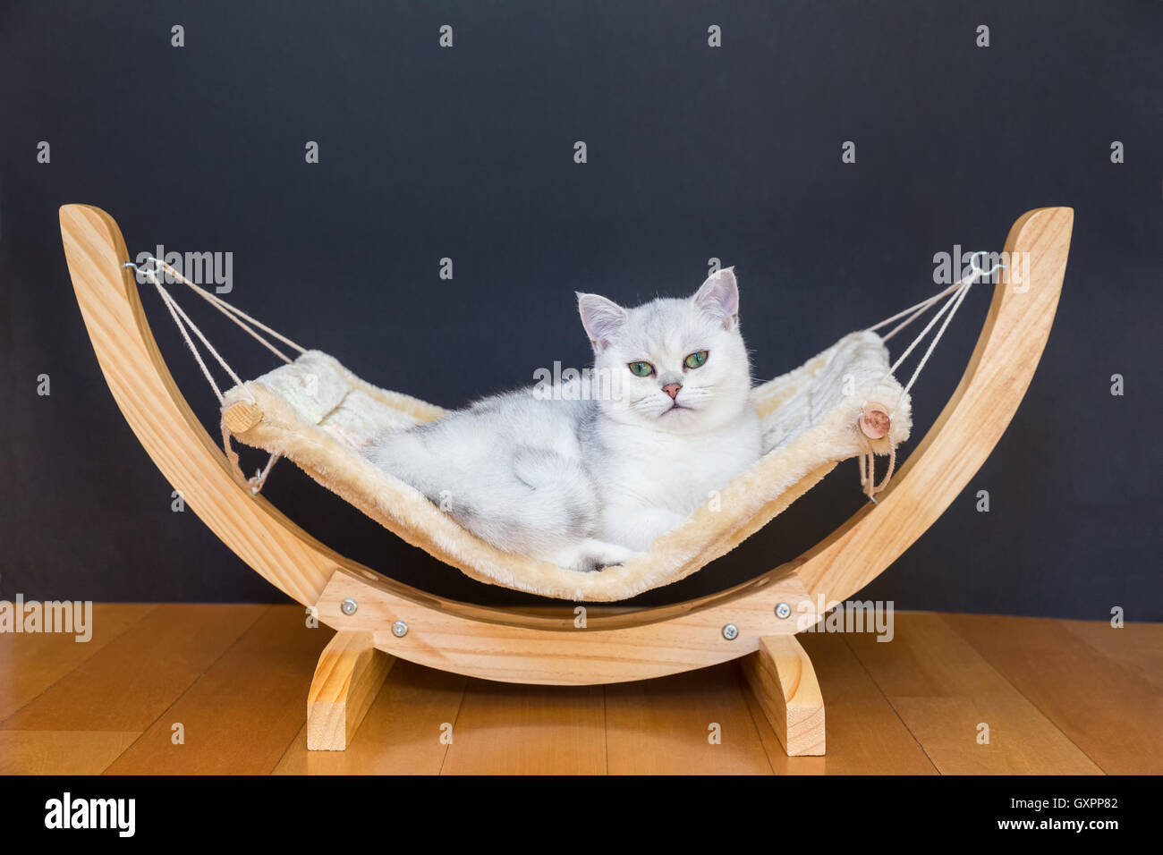 British short hair Silver shaded cat lying lazy in hammock Stock Photo
