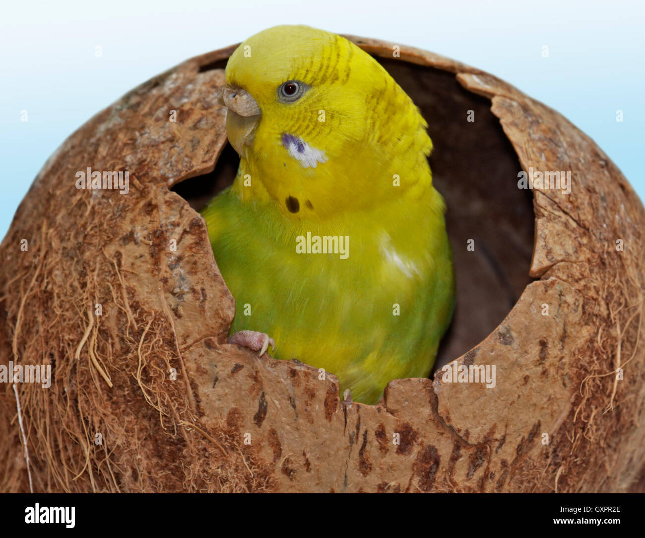 Yellow Budgerigar sitting in Coconut Shell Stock Photo