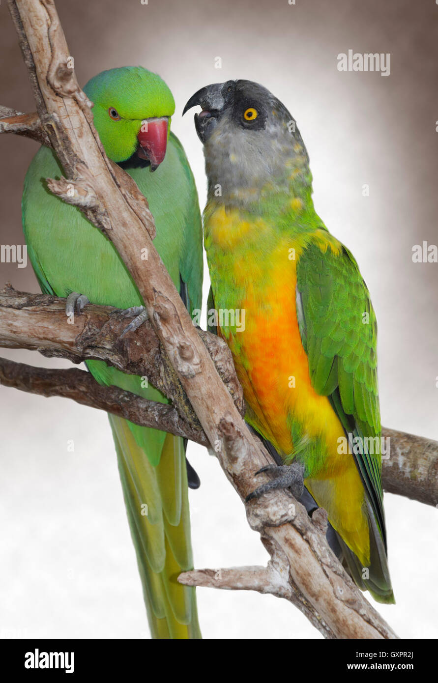 Ring Necked Parakeet (psitticula krameri) and Senegal Parrot (poicephalus senegalus) mutual preening Stock Photo