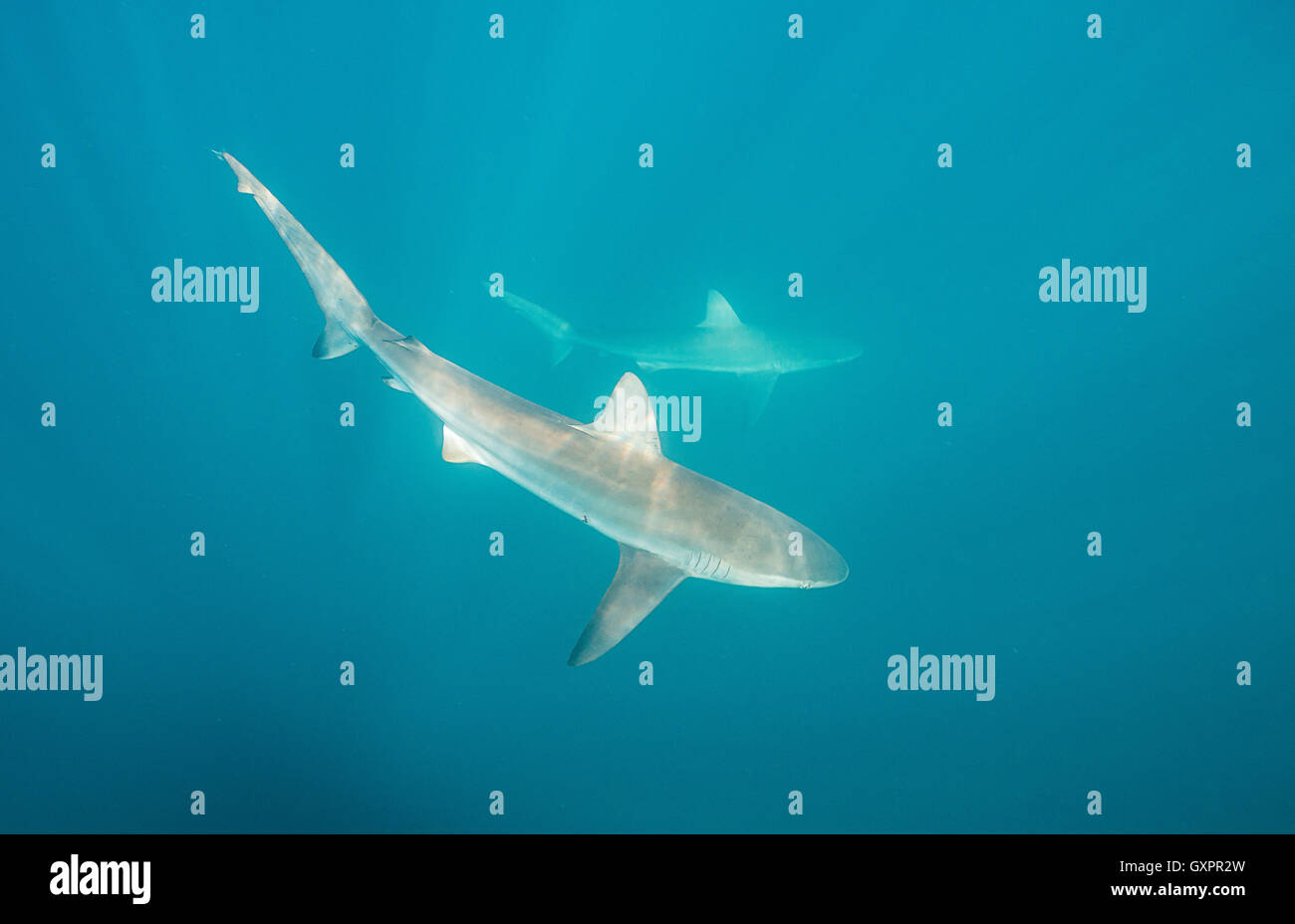 2 bronze whaler sharks swimming in the waters along the east coast of