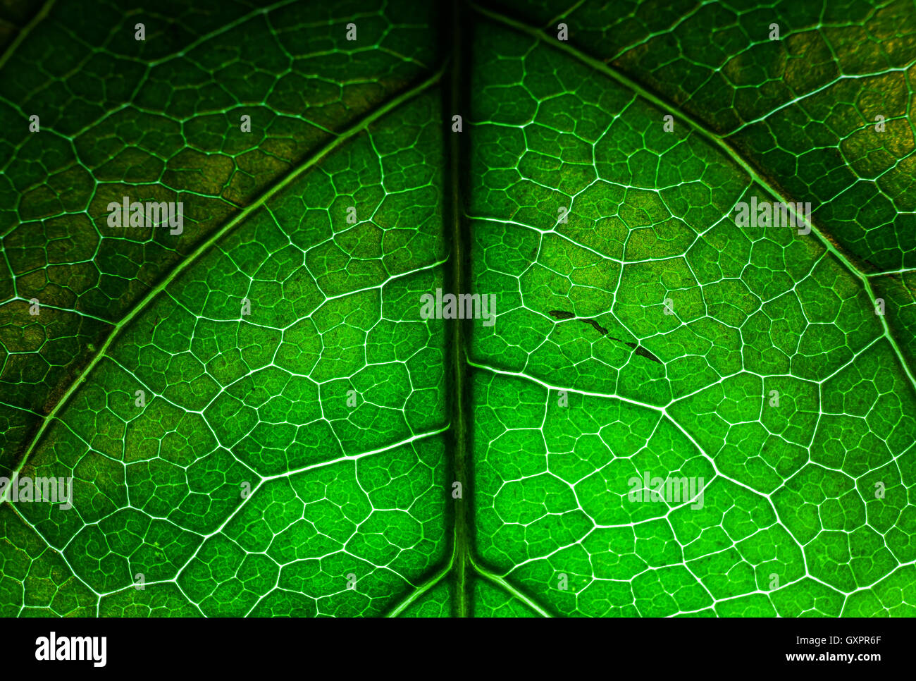 Macro view of various flower leafs, abstract composition. Stock Photo