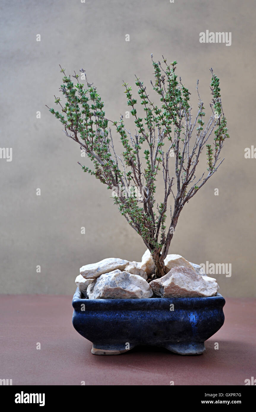 warneckii dracaena Dracaena Warneckii
