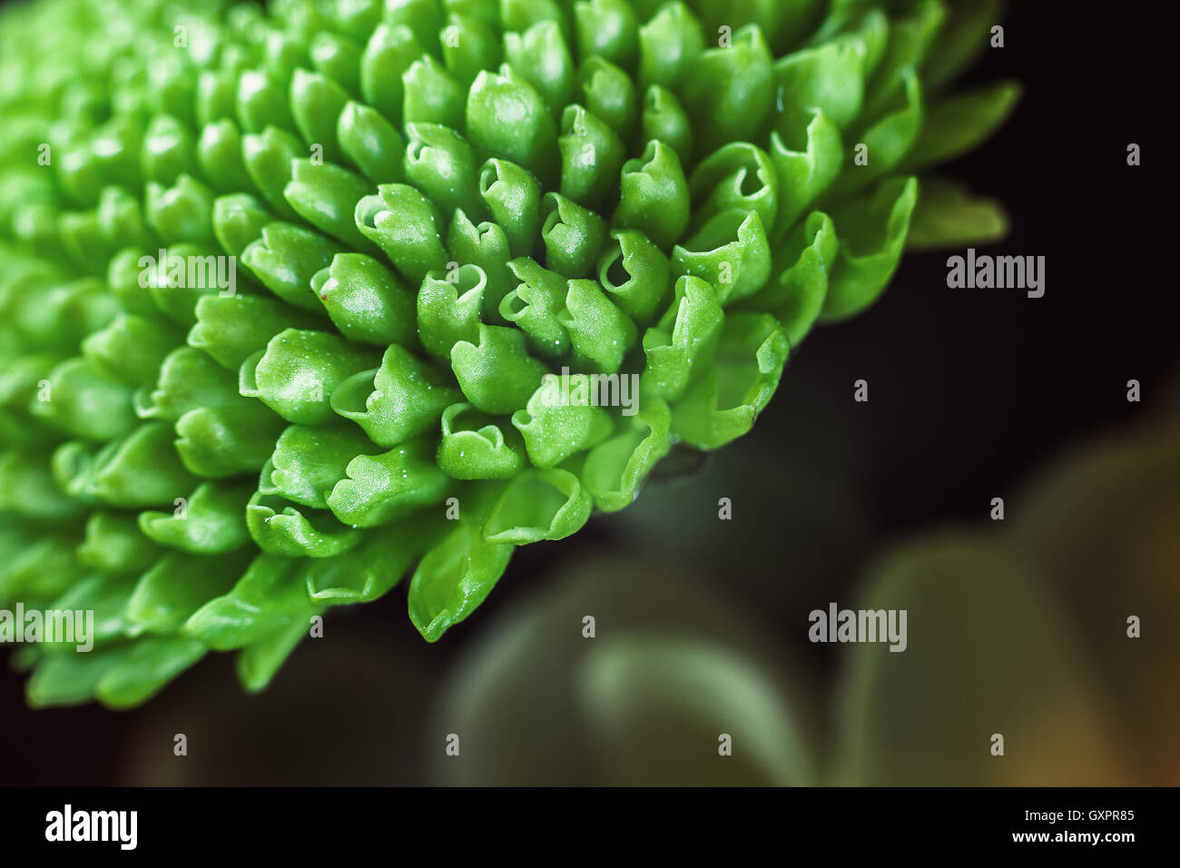 Closeup view of flower petals, small blurry part illuminated and zoomed. Stock Photo