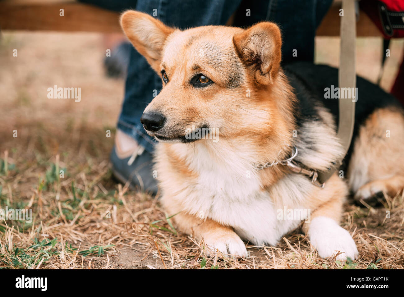 Welsh corgi portrait hi-res stock photography and images - Alamy