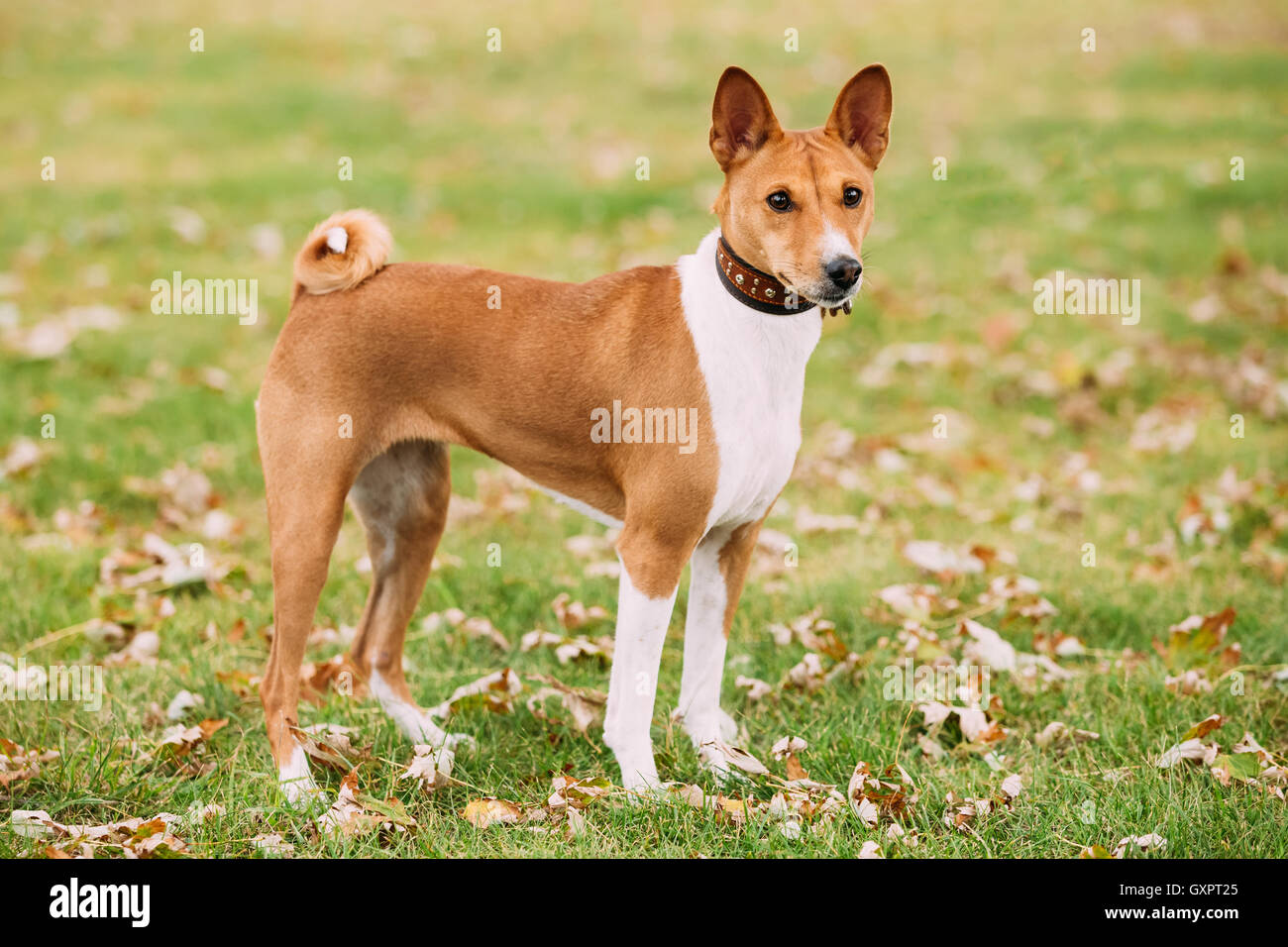 Basenji Dog On Autumn Grass Outdoor. Basenji Kongo Terrier Dog. The Basenji Is A Breed Of Hunting Dog Stock Photo