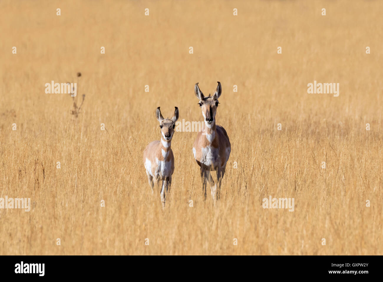 Female and young pronghorns (Antilocapra americana) in the highland prairie, Grand Teton National Park, Wyoming, USA Stock Photo