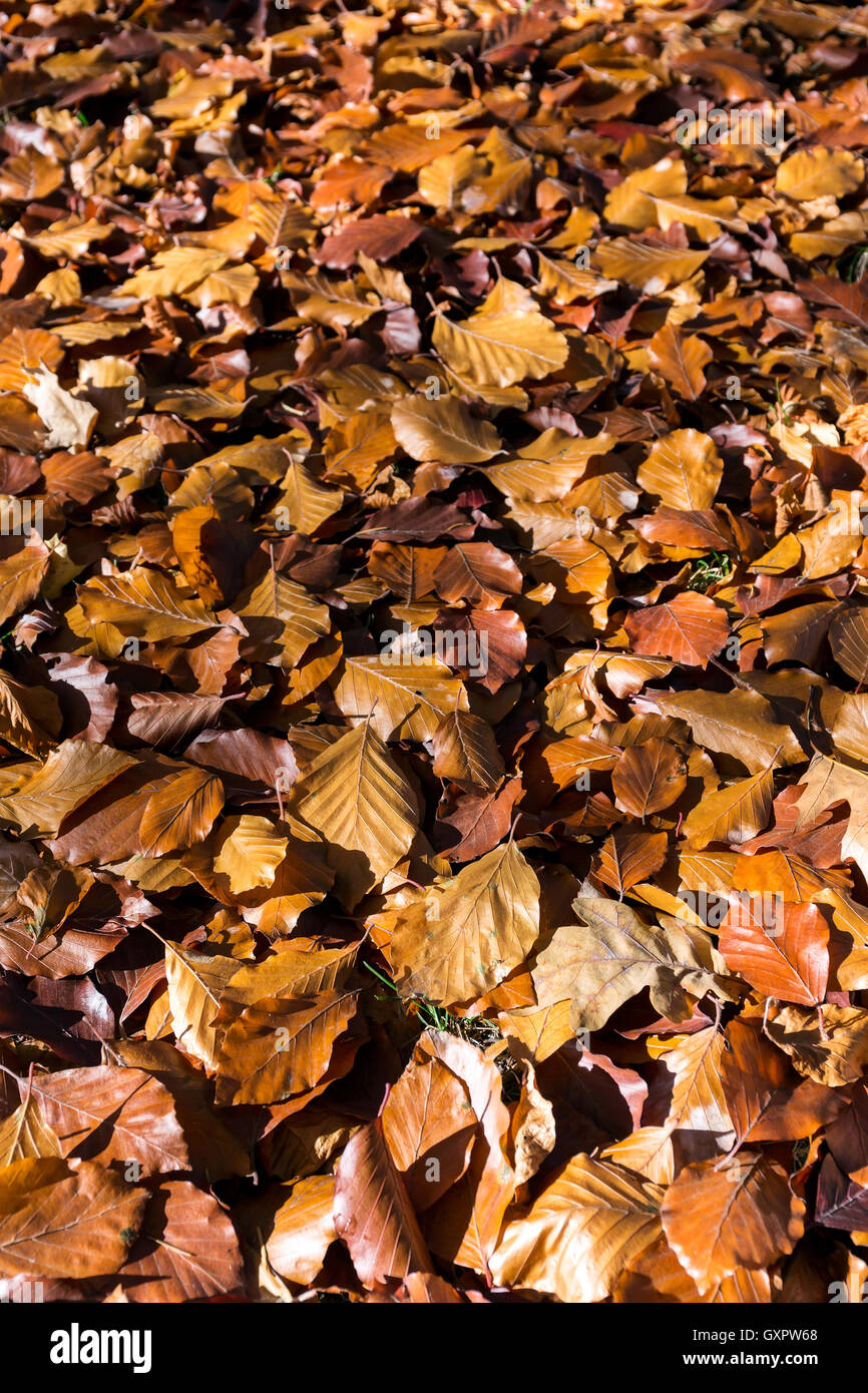 Brown fallen autumn leaves on the ground as natural background Stock ...