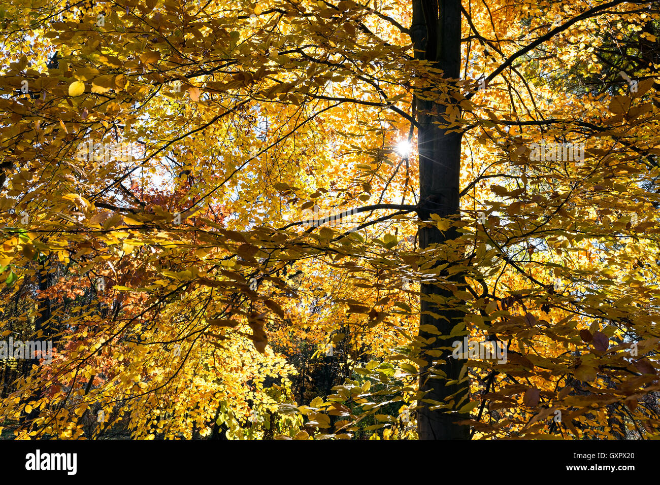 Tree Yellow Sun Yellow sun sunlight hi-res stock photography and images - Alamy
