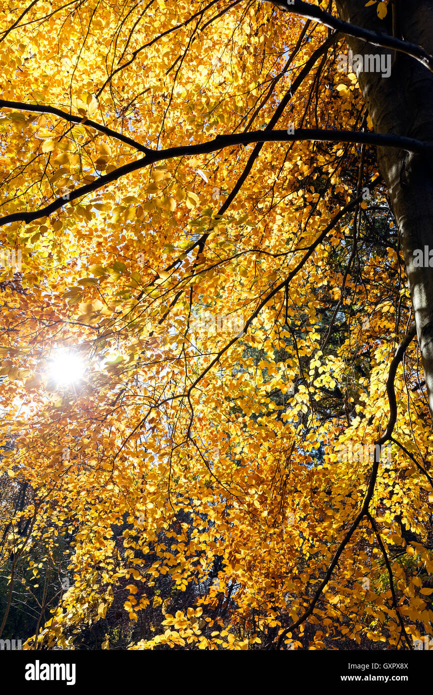 Tree Yellow Sun Yellow sun sunlight hi-res stock photography and images - Alamy