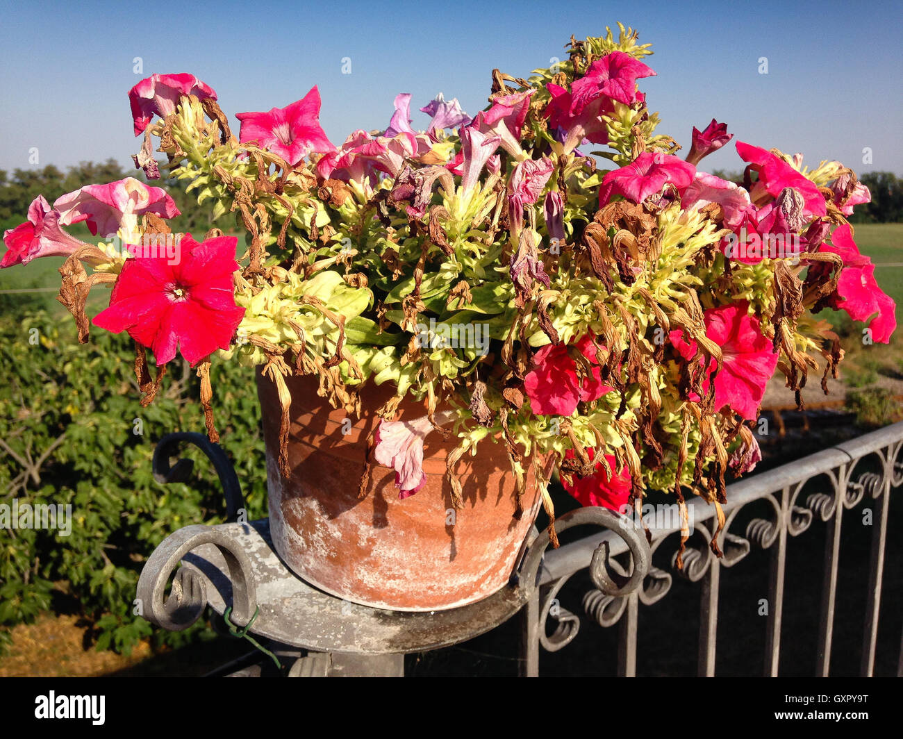 Pot with bright red flowers at the end of summer season Stock Photo