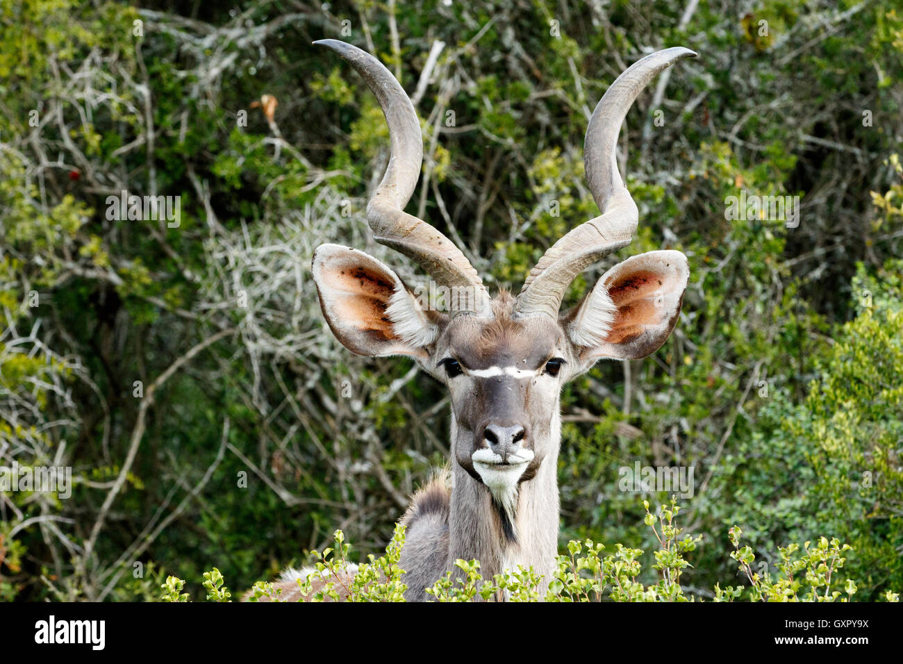 ID Photo look - The Greater Kudu is a woodland antelope found throughout eastern and southern Africa. Despite occupying such wid Stock Photo