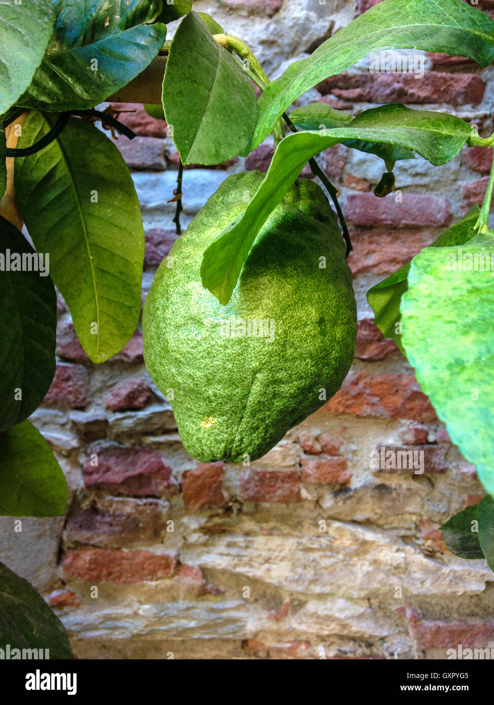 Lemon growing on tree with brick wall on background Stock Photo