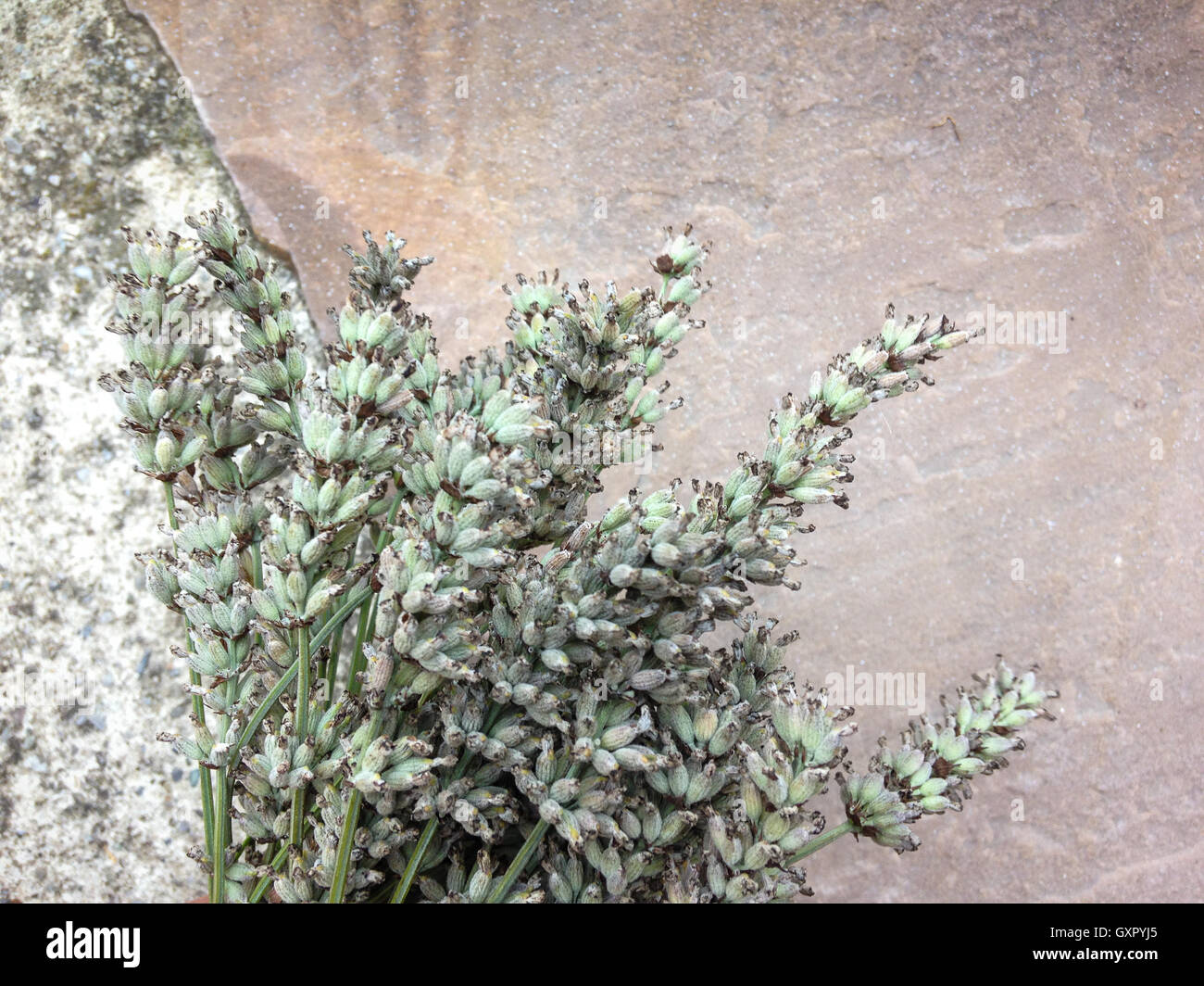 Lavender in season on rustic beige and white background Stock Photo Alamy
