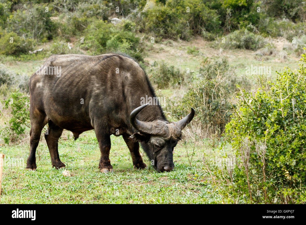 Eating The African buffalo or Cape buffalo is a large African bovine