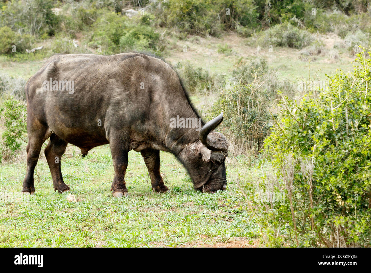 Smelling The Grass -  The African buffalo or Cape buffalo is a large African bovine. It is not closely related to the slightly l Stock Photo