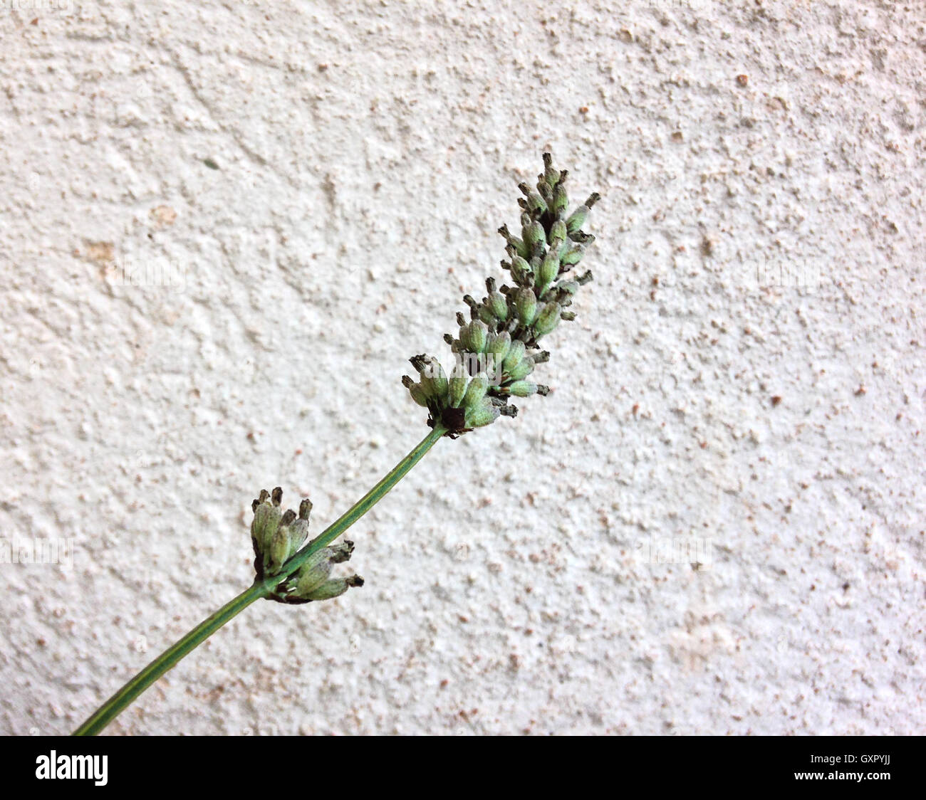 Lavender in season on rustic beige and white background Stock Photo Alamy