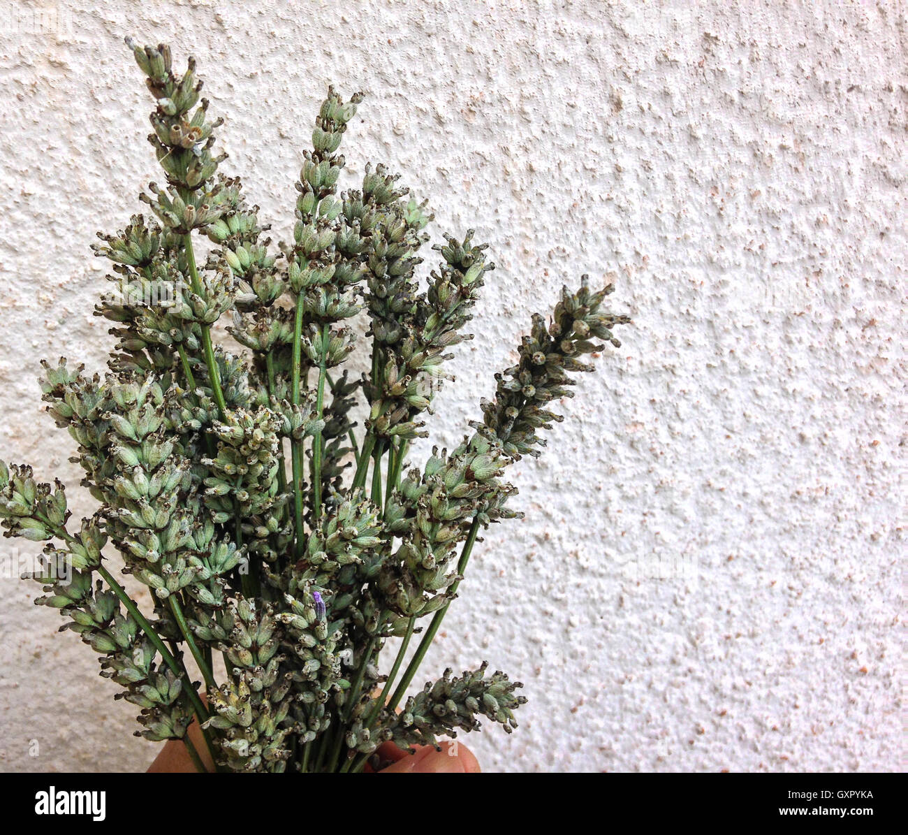 Lavender in season on rustic beige and white background Stock Photo Alamy