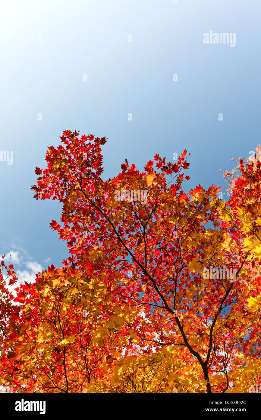 Top view red maple tree hires stock photography and images Alamy