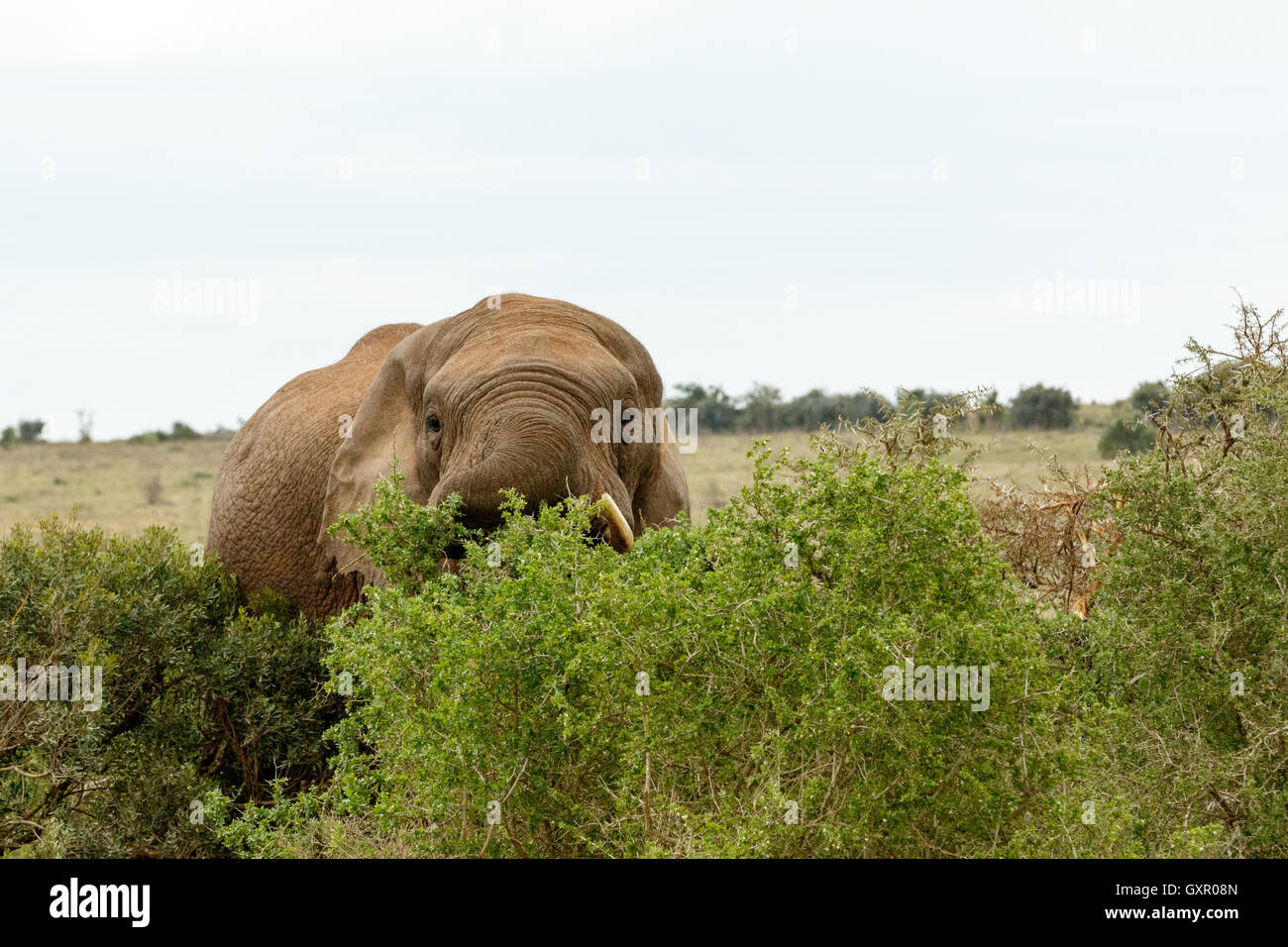 Hiding Behind The Trees The African bush elephant is the larger of