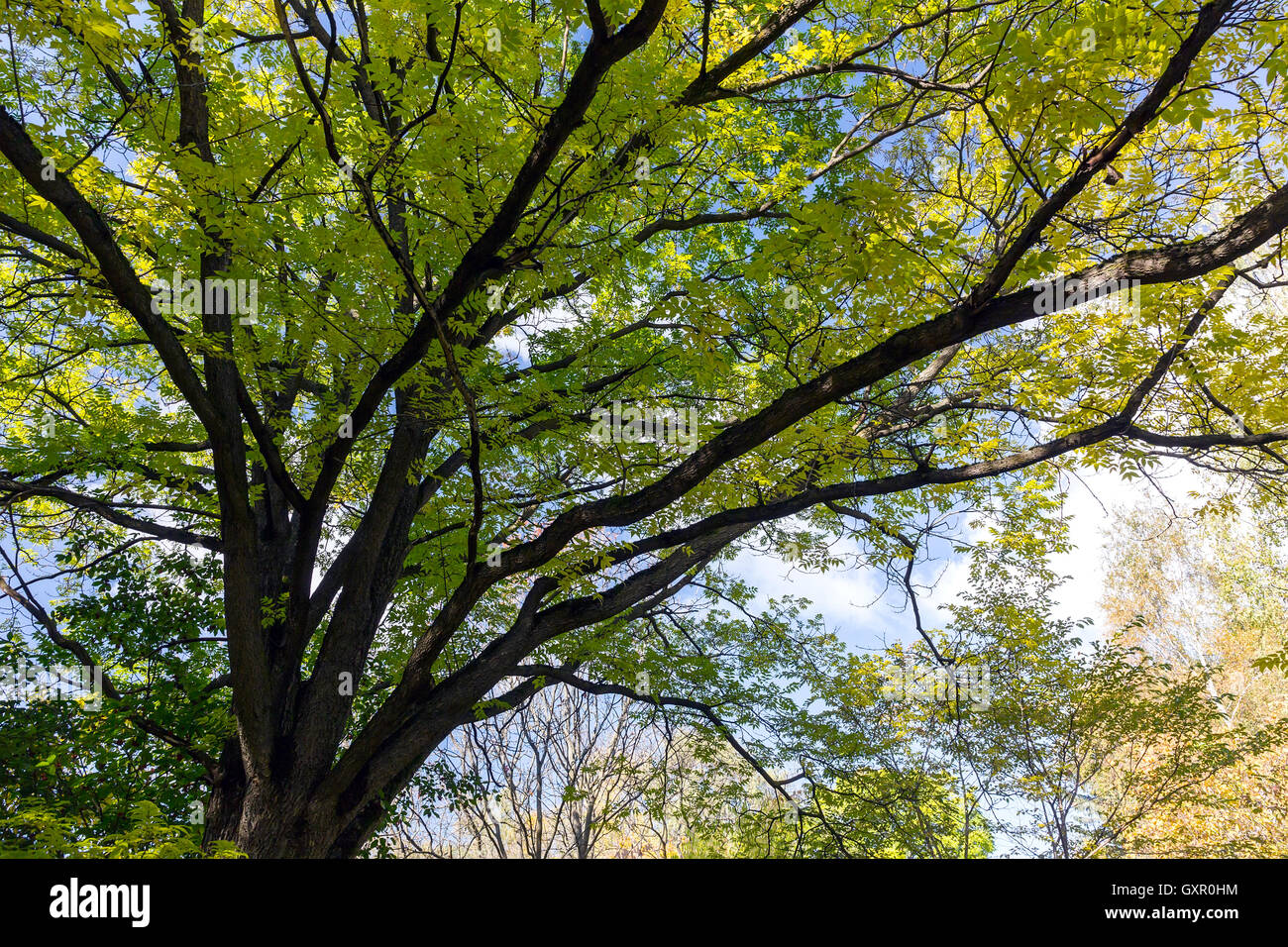 Autumn tree branches with yellow leaves and blue sky Stock Photo - Alamy