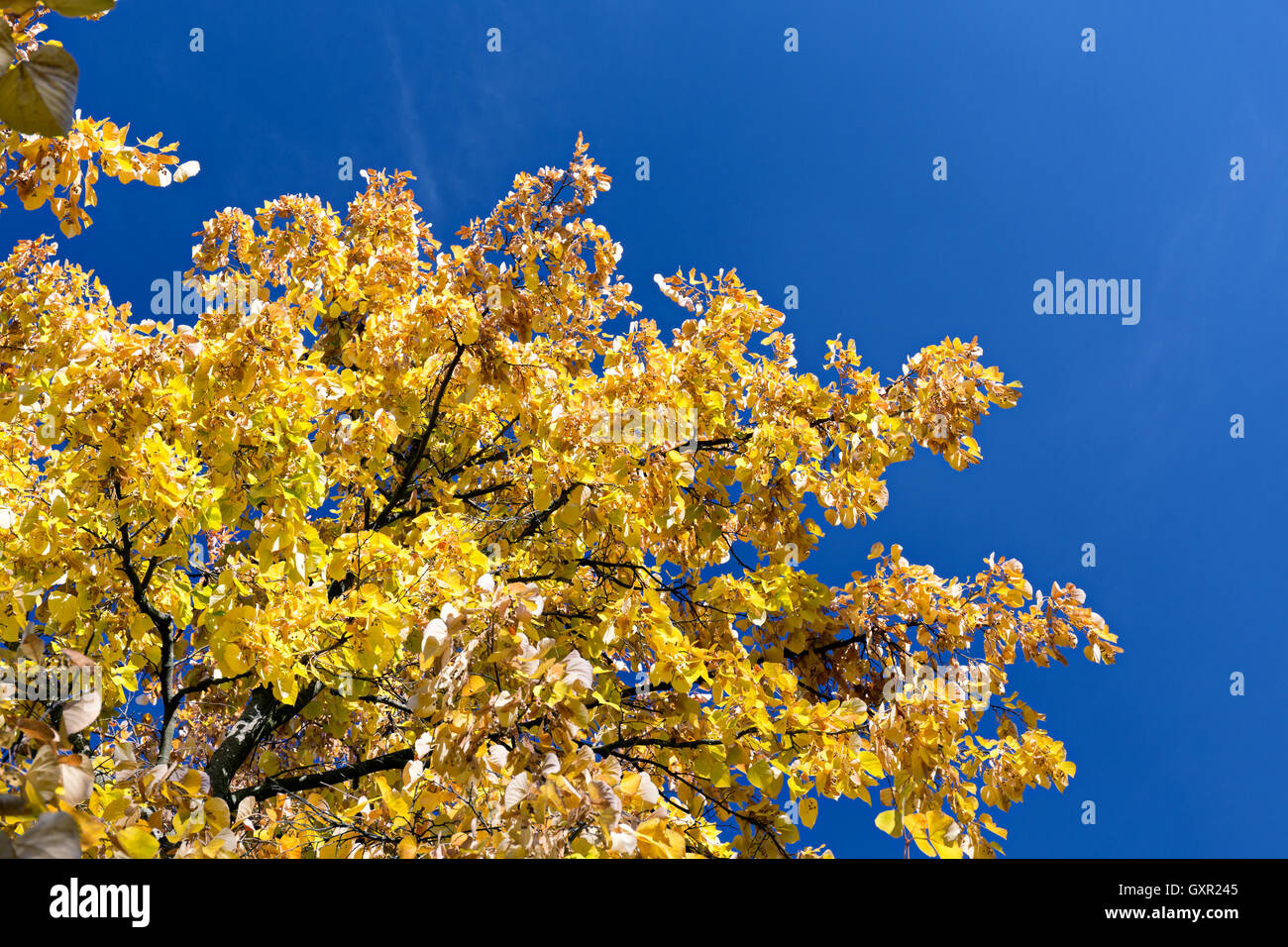 Linden tree with golden leaves in autumn against blue sky Stock Photo