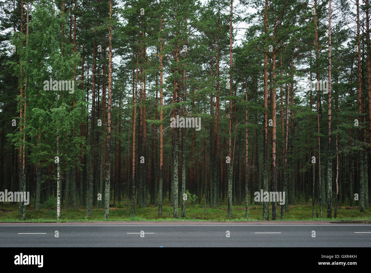 pine forest behind asphalt road in Karelia Stock Photo - Alamy