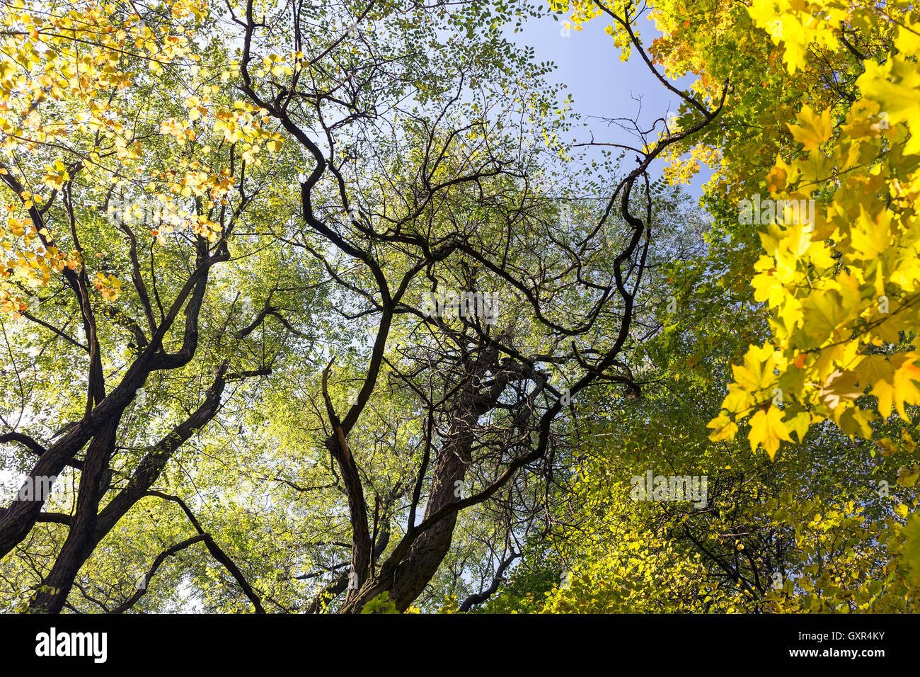Deciduous trees in forest hi-res stock photography and images - Alamy
