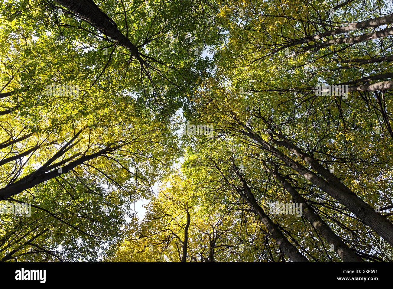 Looking up in a beech tree forest in autumn Stock Photo