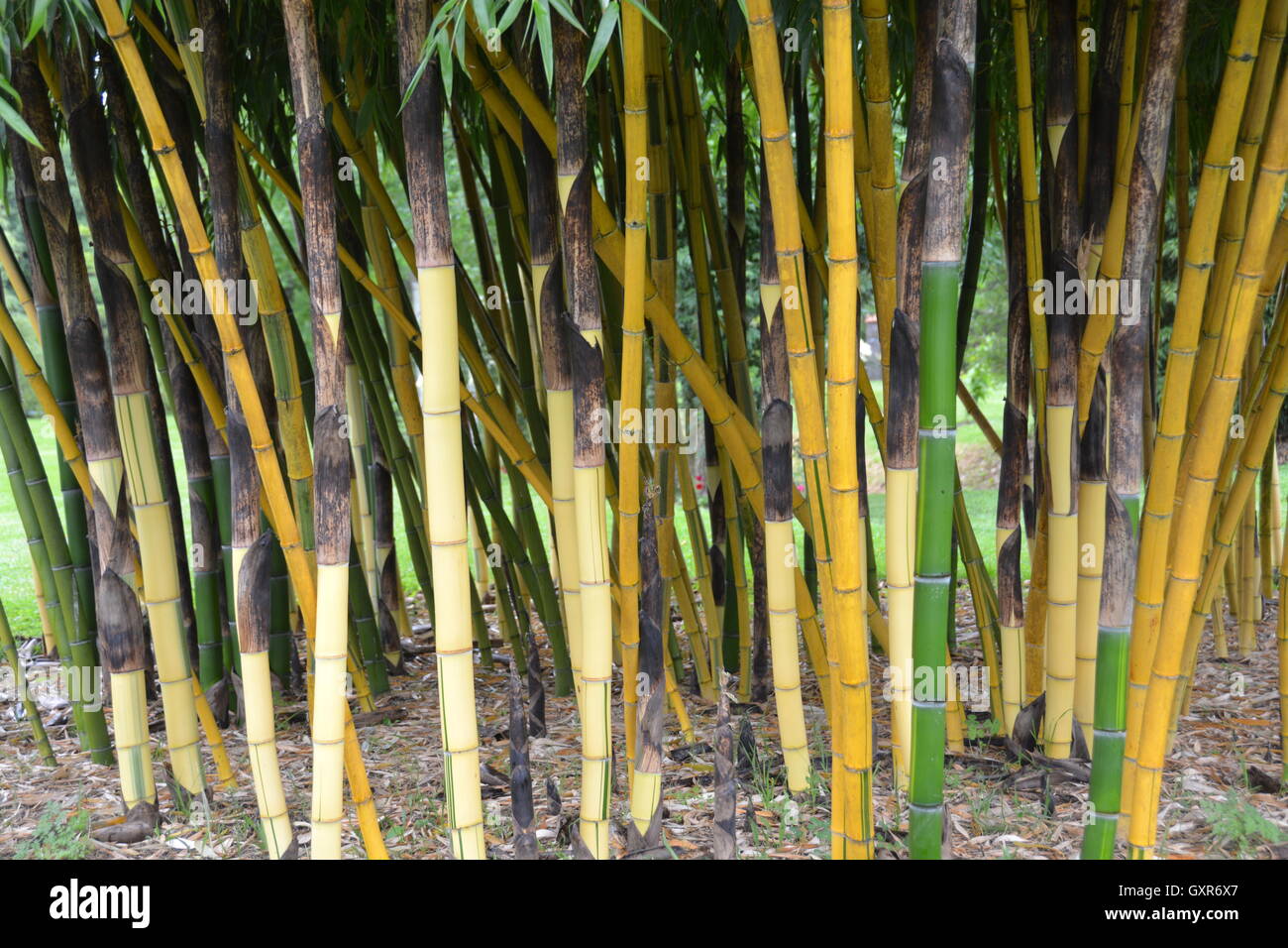 Thick Species Bamboo in Garden Clump Stock Photo