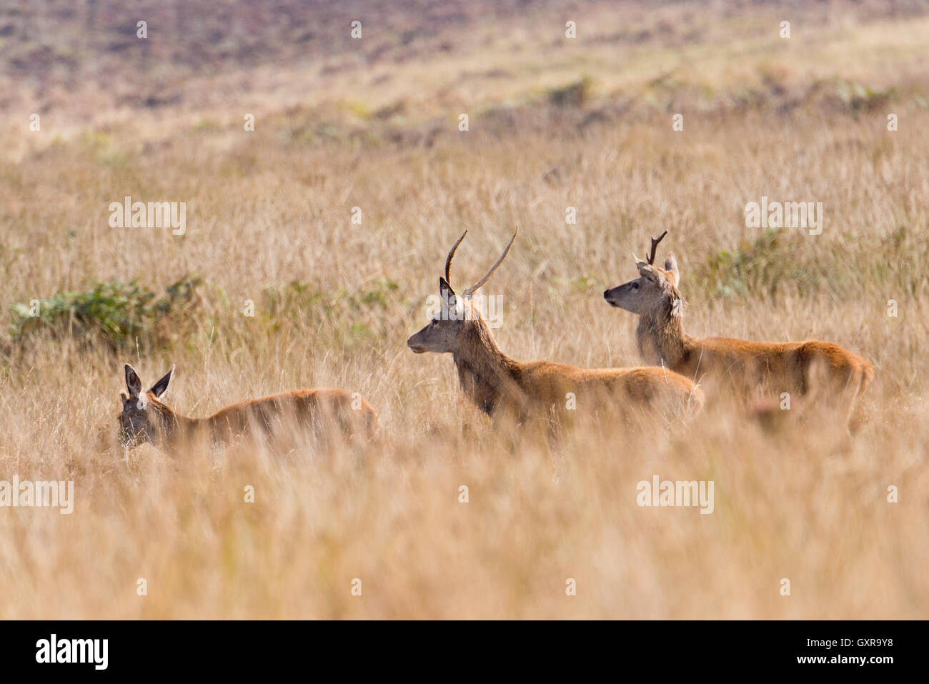 A group of three red deer walking across Great Rowbarrow close to Dunkery beacon in Somersets Exmoor National Park Stock Photo