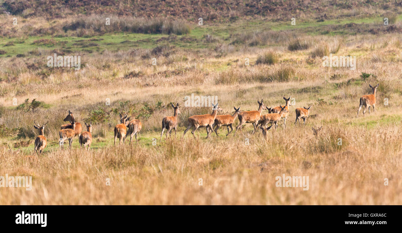 A group of red deer walking across Great Rowbarrow close to Dunkery beacon in Somersets Exmoor National Park Stock Photo