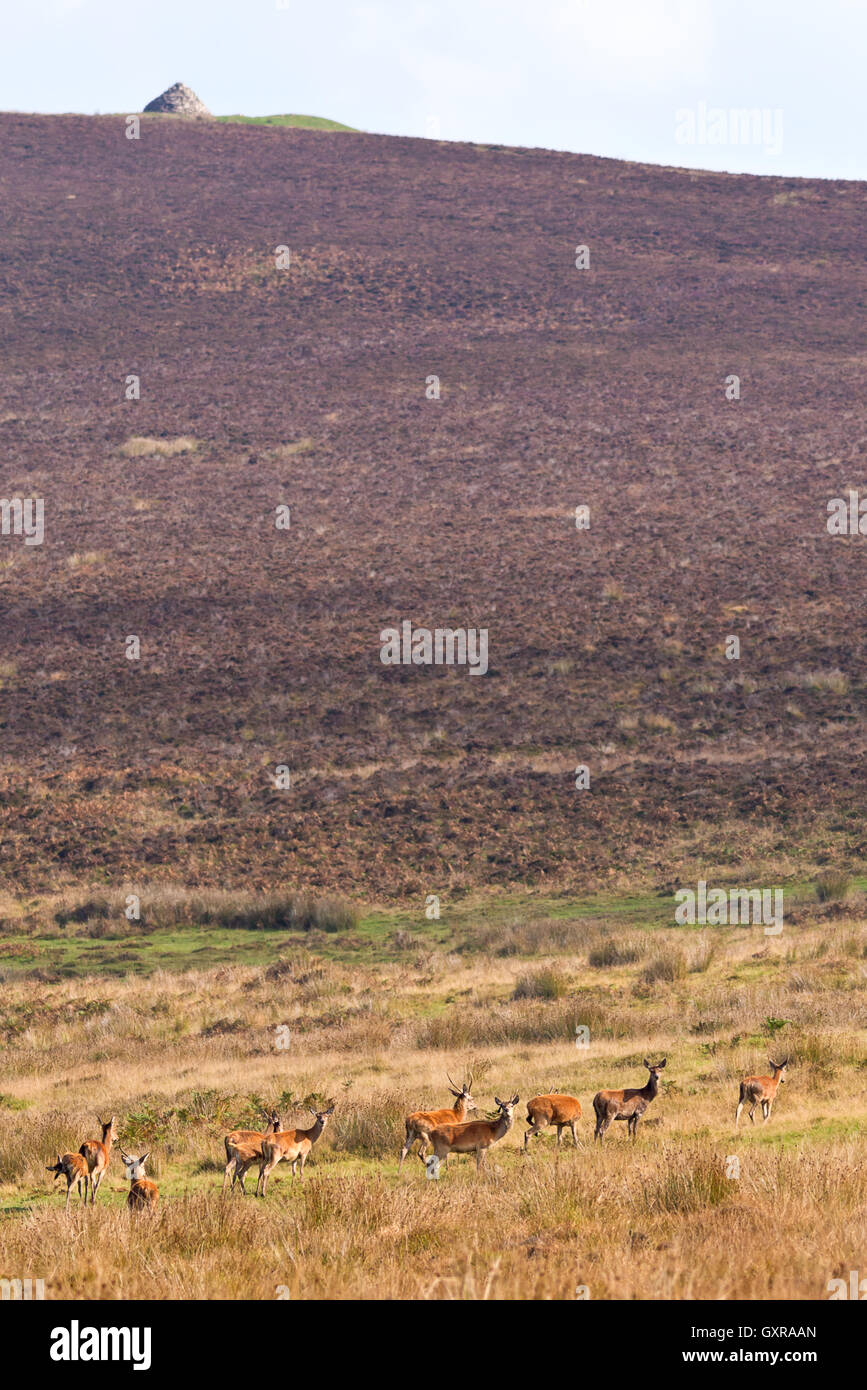 A group of red deer standing at Great Rowbarrow just below Dunkery beacon in Somersets Exmoor National Park Stock Photo