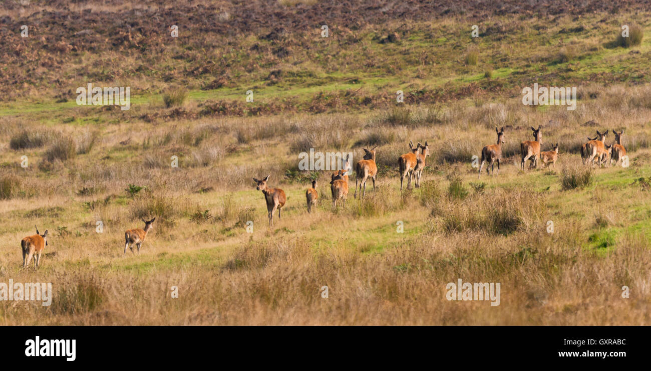 A group of red deer walking across Great Rowbarrow close to Dunkery beacon in Somersets Exmoor National Park Stock Photo