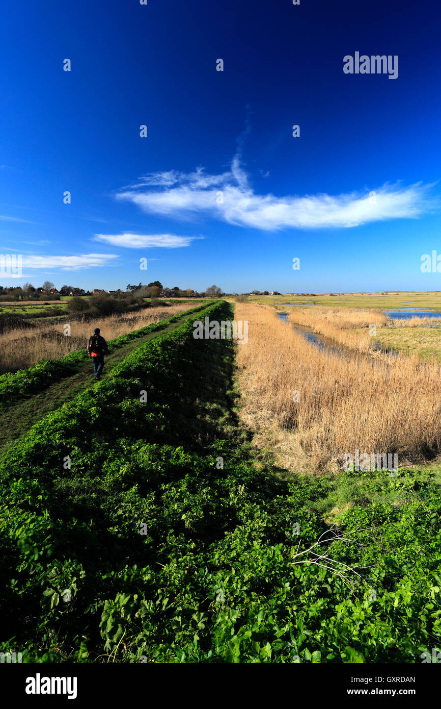 Walker on the North Norfolk Coastal Path, Thornham salt marshes, North ...