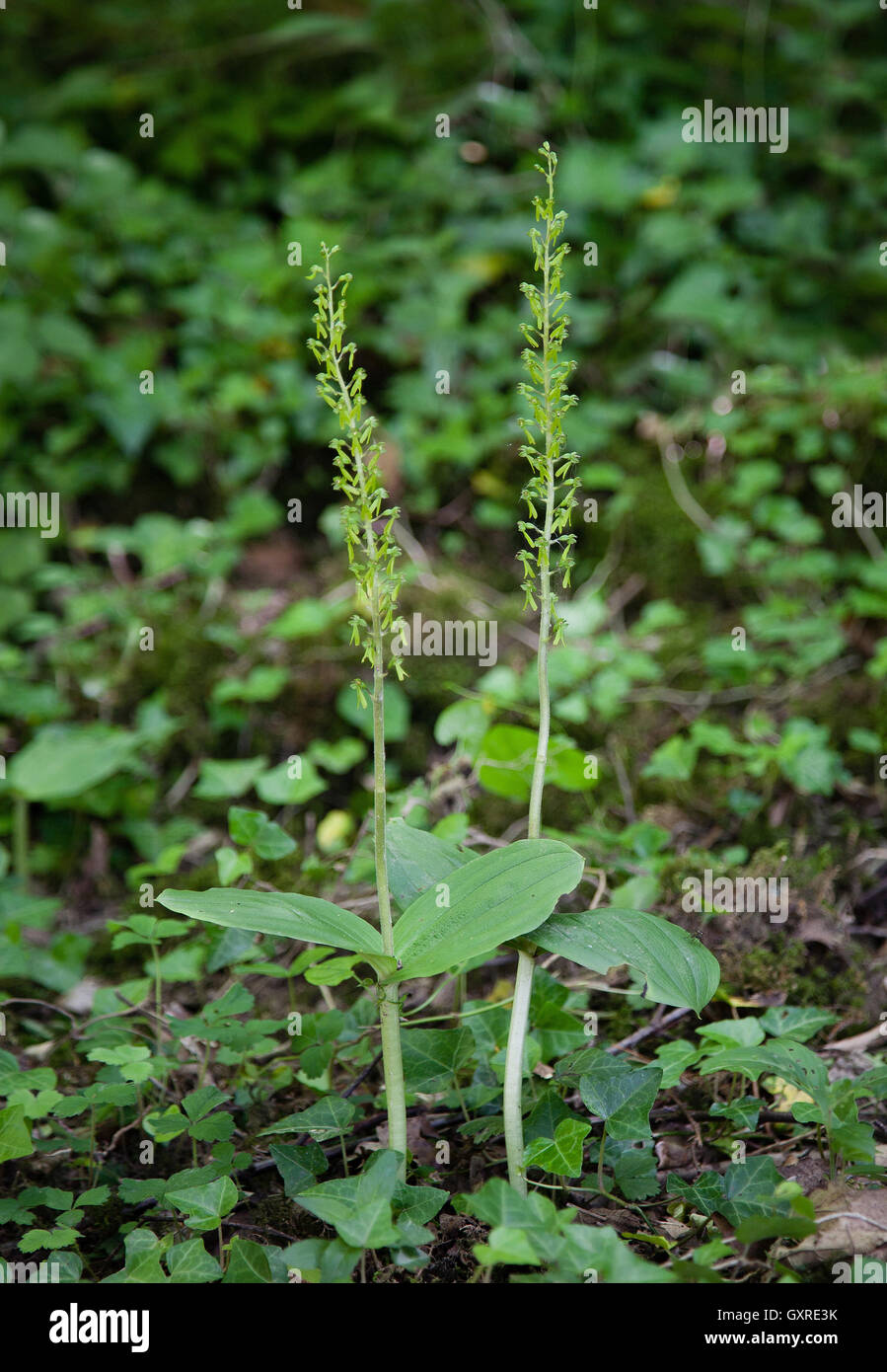 Common twayblade Listera ovata - a species of green flowered orchid growing in shady woodland at Yocklett's bank in Kent UK Stock Photo