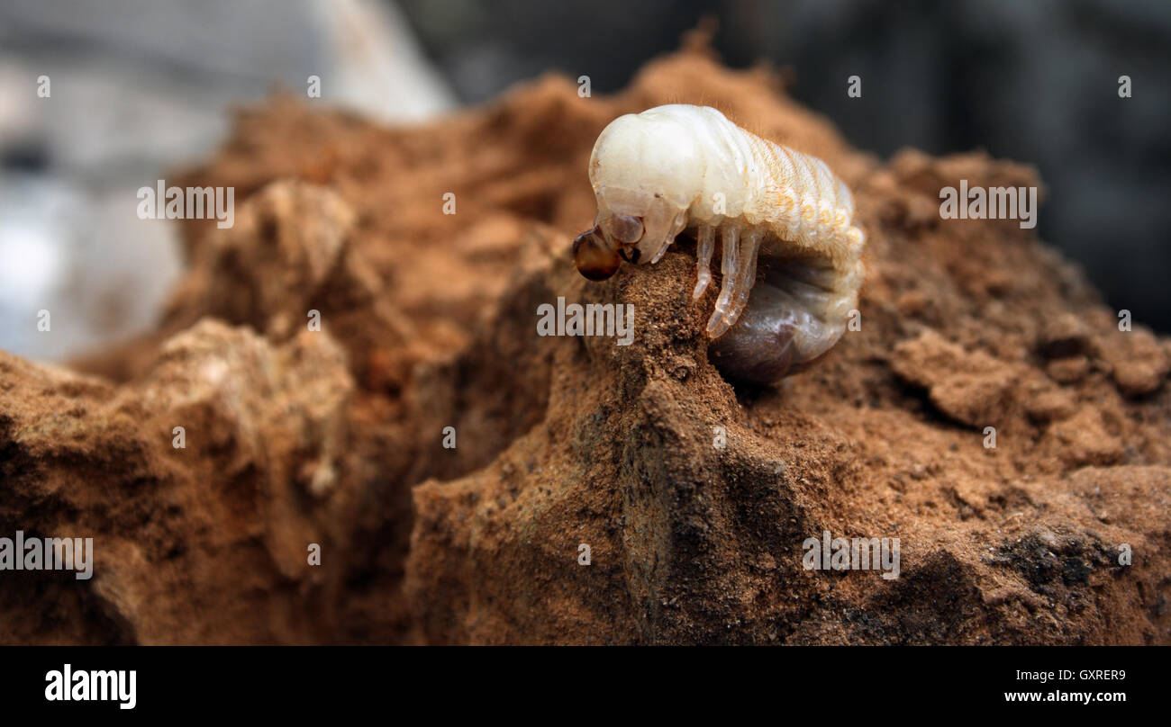 big larva of may-bug in dung Stock Photo