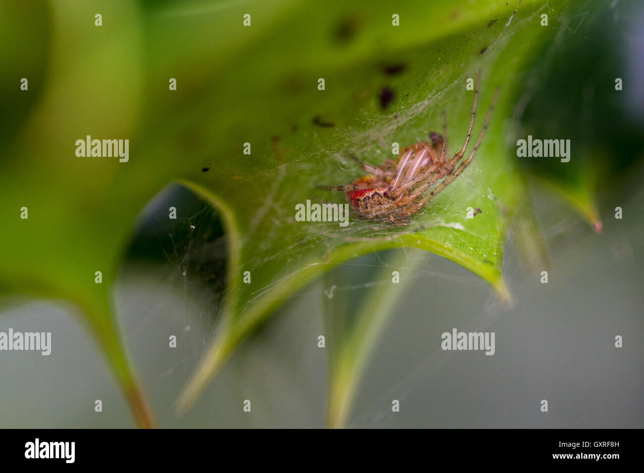 Zygiella atrica spider; a male with very distinctively elongated palps in its hideout West Yorkshire, England, UK Stock Photo