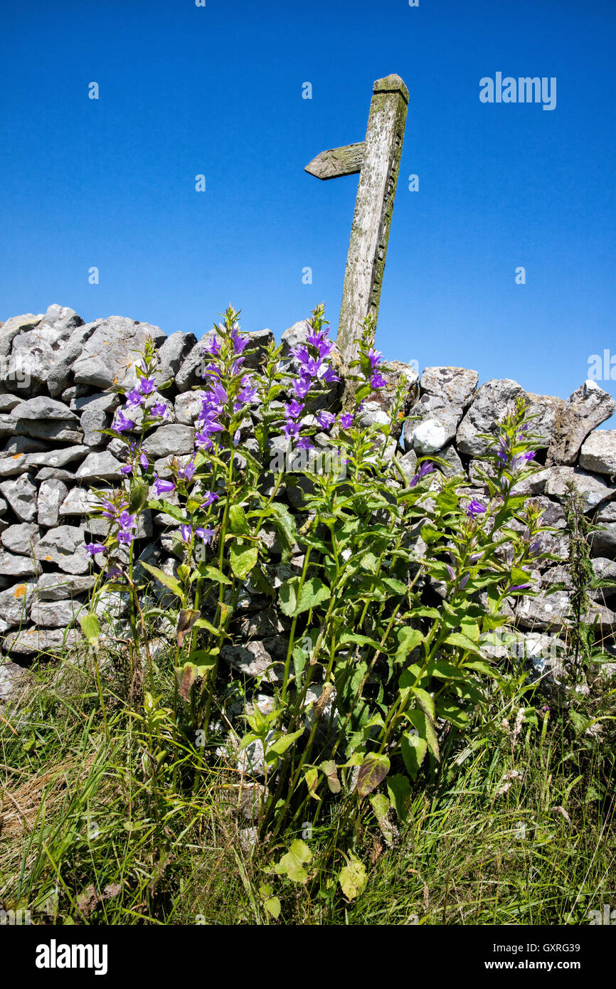 Giant Bellflower Campanula latifolia growing beside a stile in a limestone wall in the Derbyshire Peak District near Sheldon UK Stock Photo