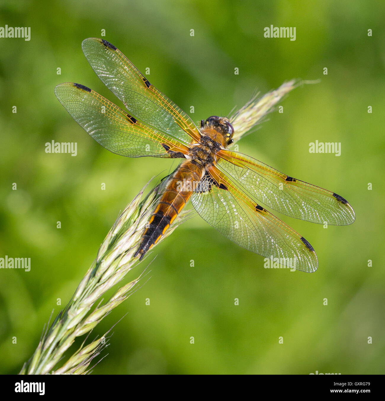 Four Spot Chaser dragonfly Libellula quadrimaculata resting on grass glume in the Somerset levels UK Stock Photo