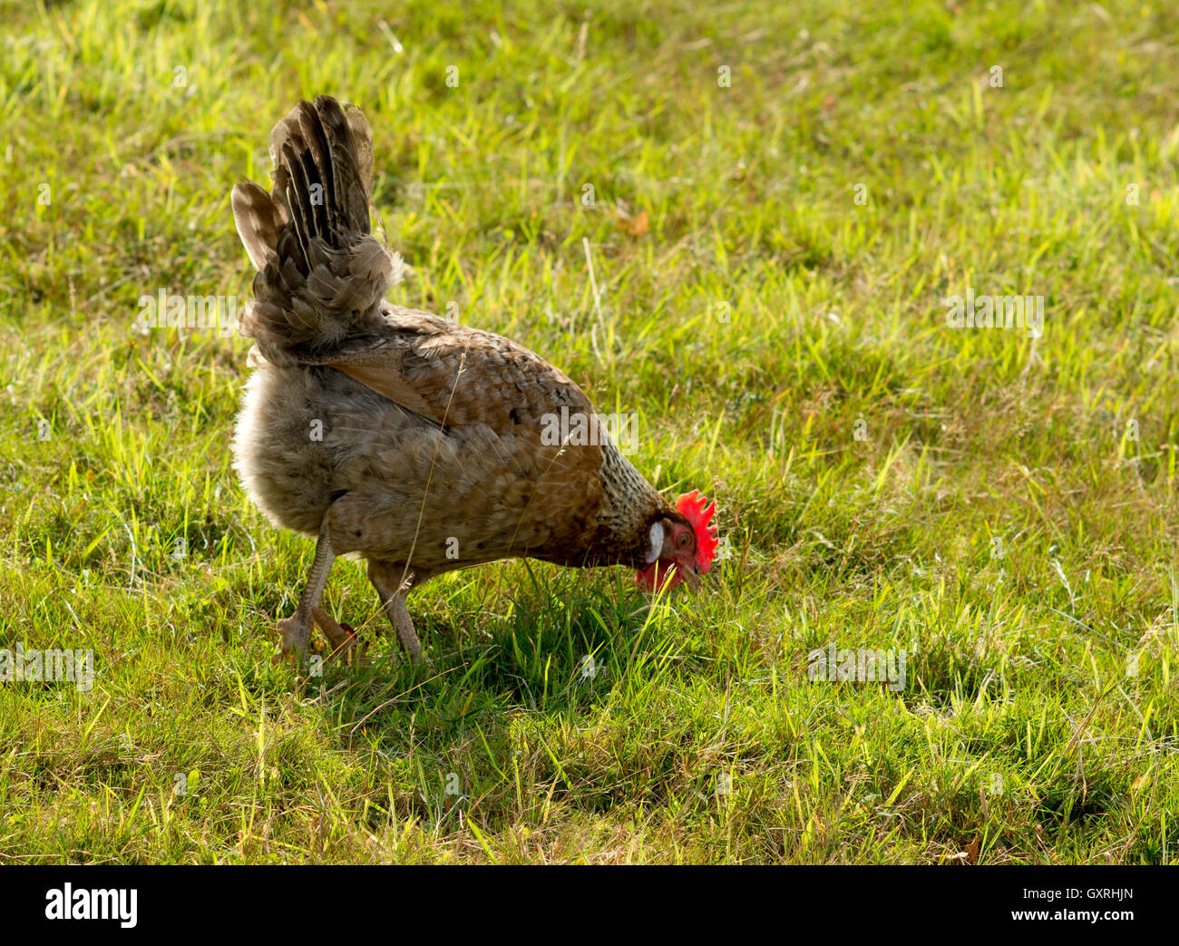Red crested speckled brown hen pecking in the grass for food. Stock Photo