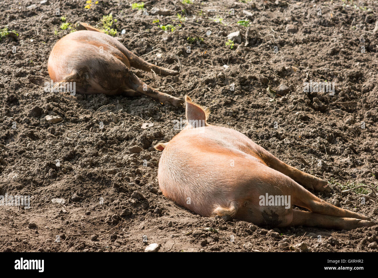Tamworth pigs asleep on the mud during the afternoon of a very warm day. Stock Photo