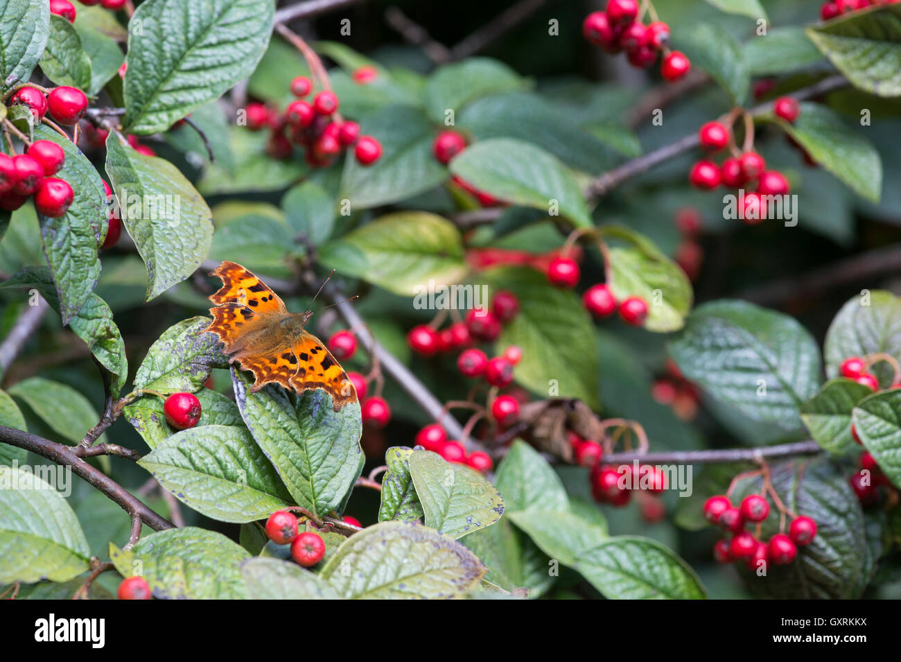 Polygonia c-album. Comma butterfly on Late cotoneaster shrub with red berries in an English garden Stock Photo