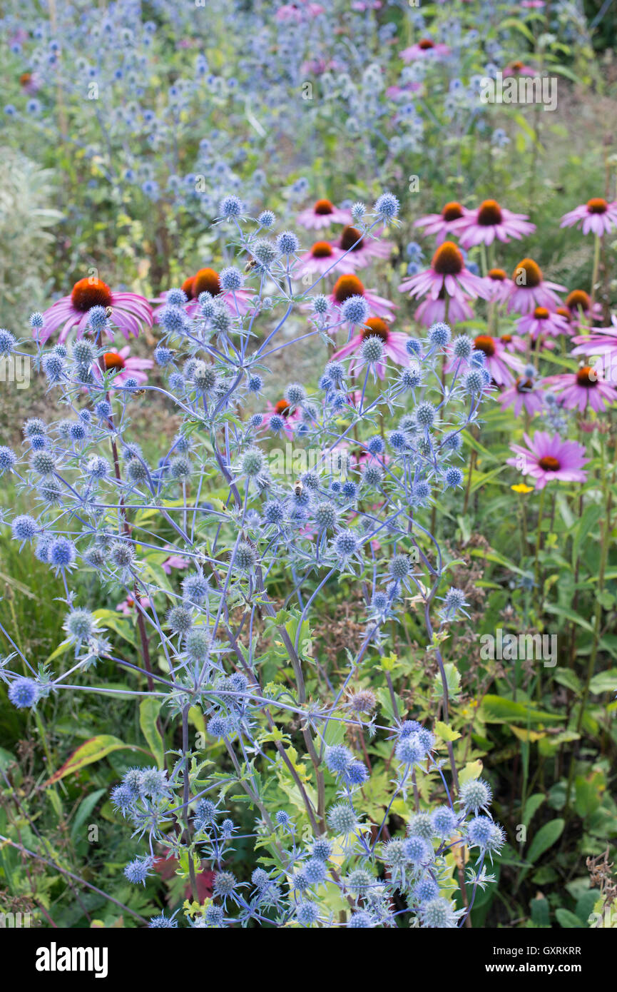 Eryngium x tripartitum . Sea Holly in front of echinacea flowers Stock Photo