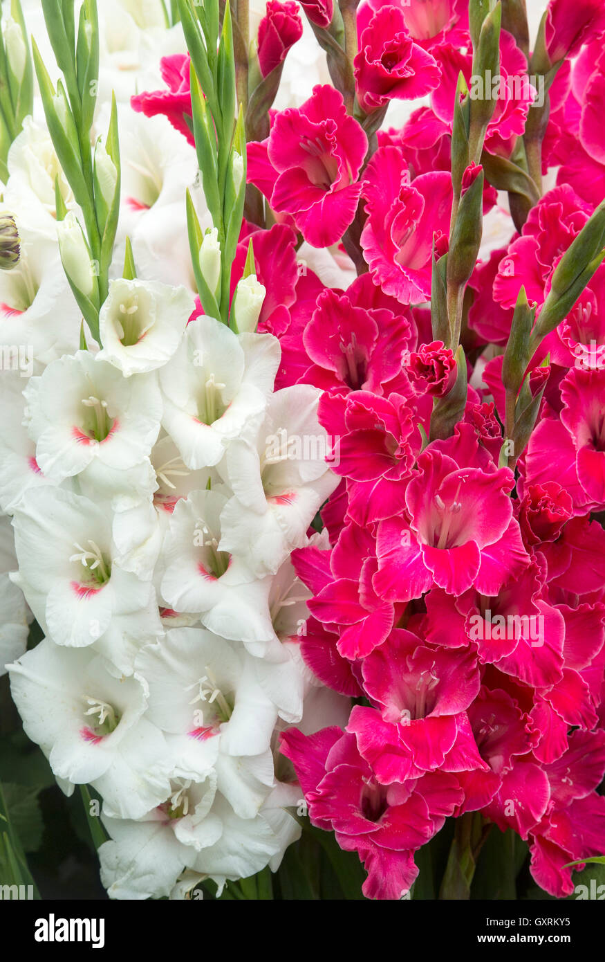 Gladiolus karaoke and bach. Gladioli flowers on a floral display at a flower show Stock Photo