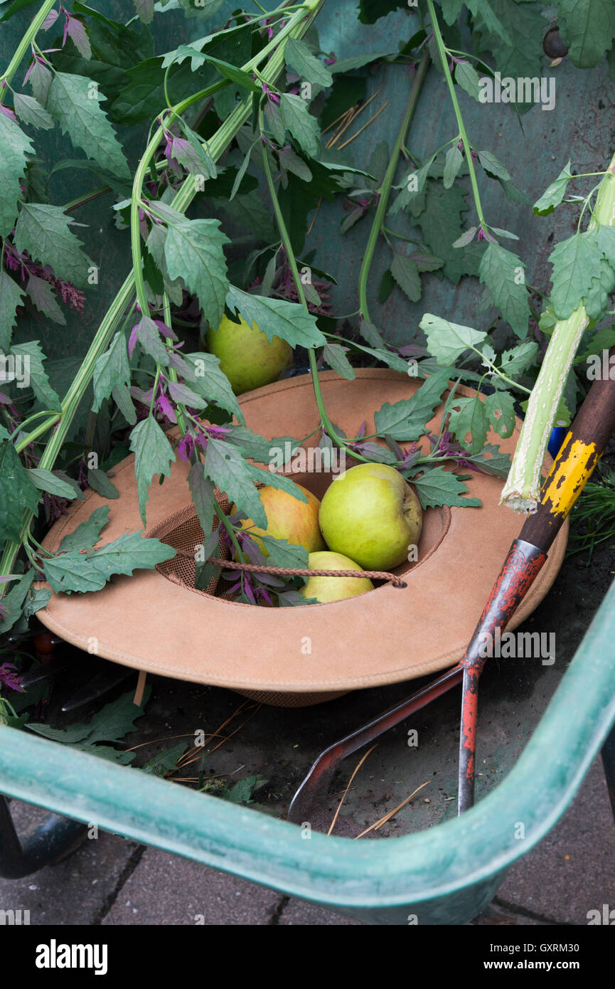 Gardeners Hat and apples in a garden wheelbarrow Stock Photo