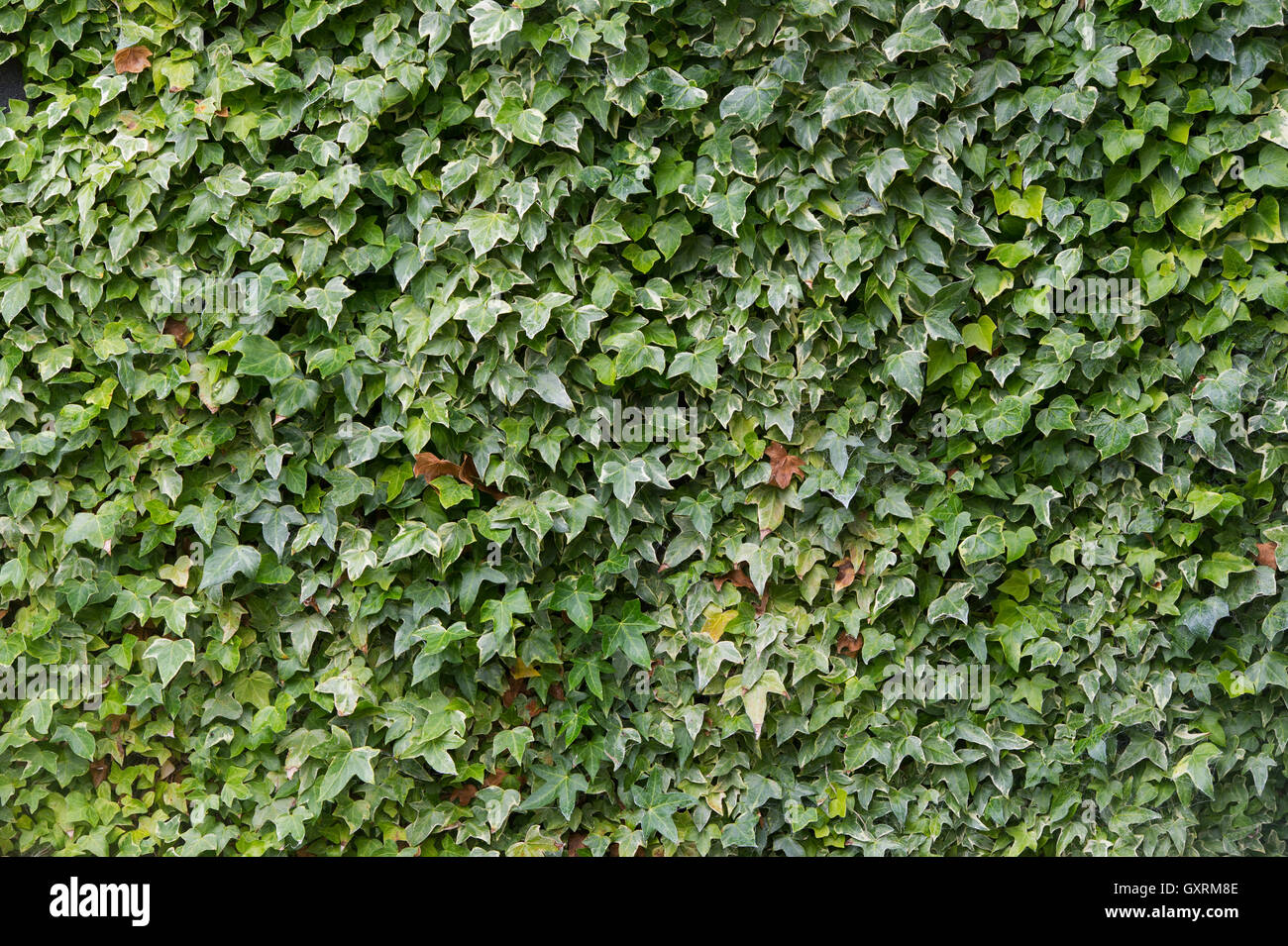 Ivy climbing over a garden wall Stock Photo Alamy